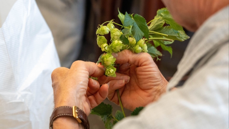 Hop Picking at Rebellion Brewery